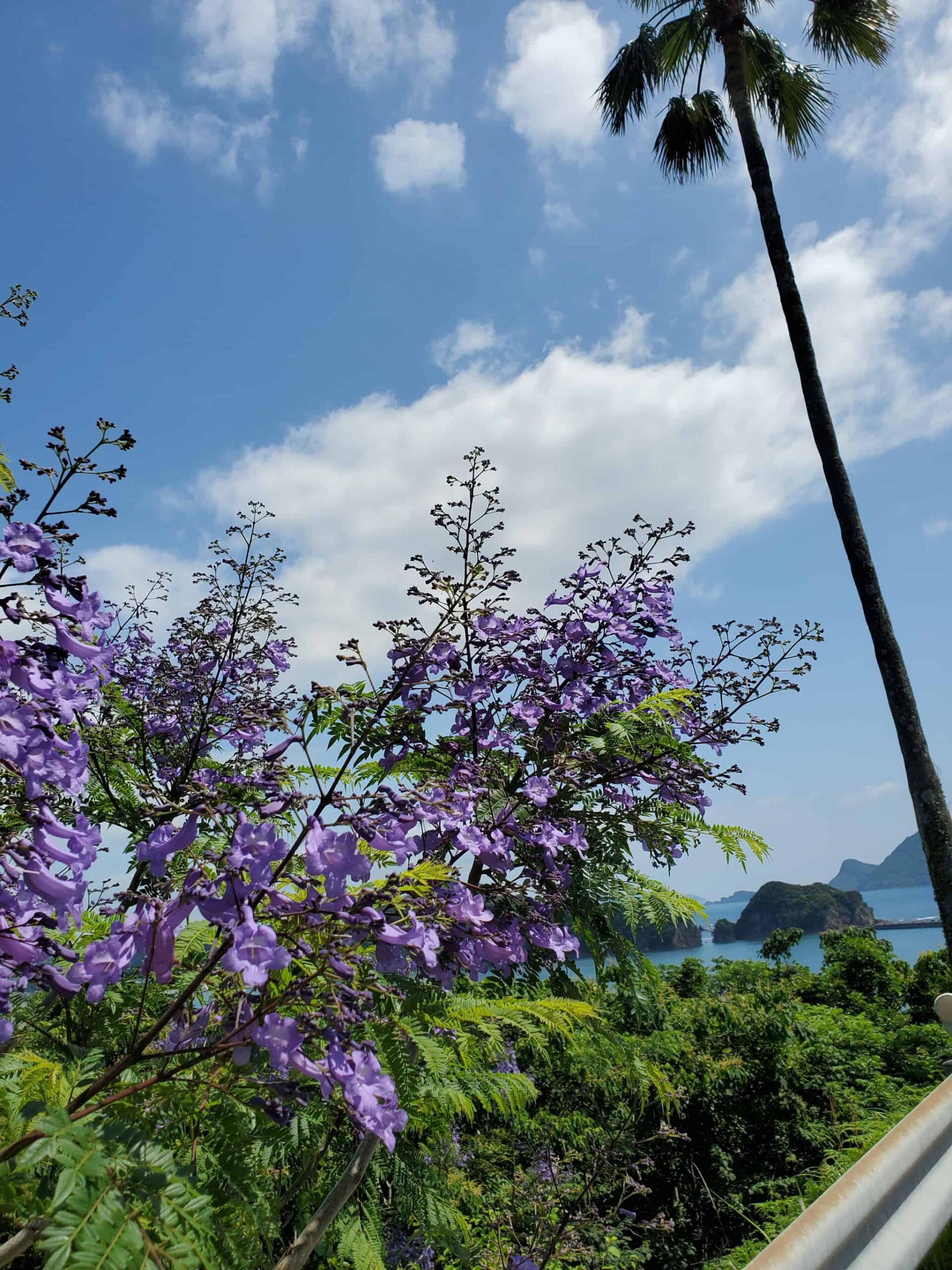 ジャカランダの花