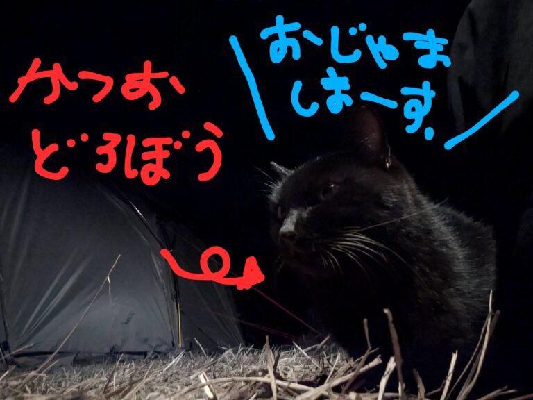 カツオ泥棒の猫