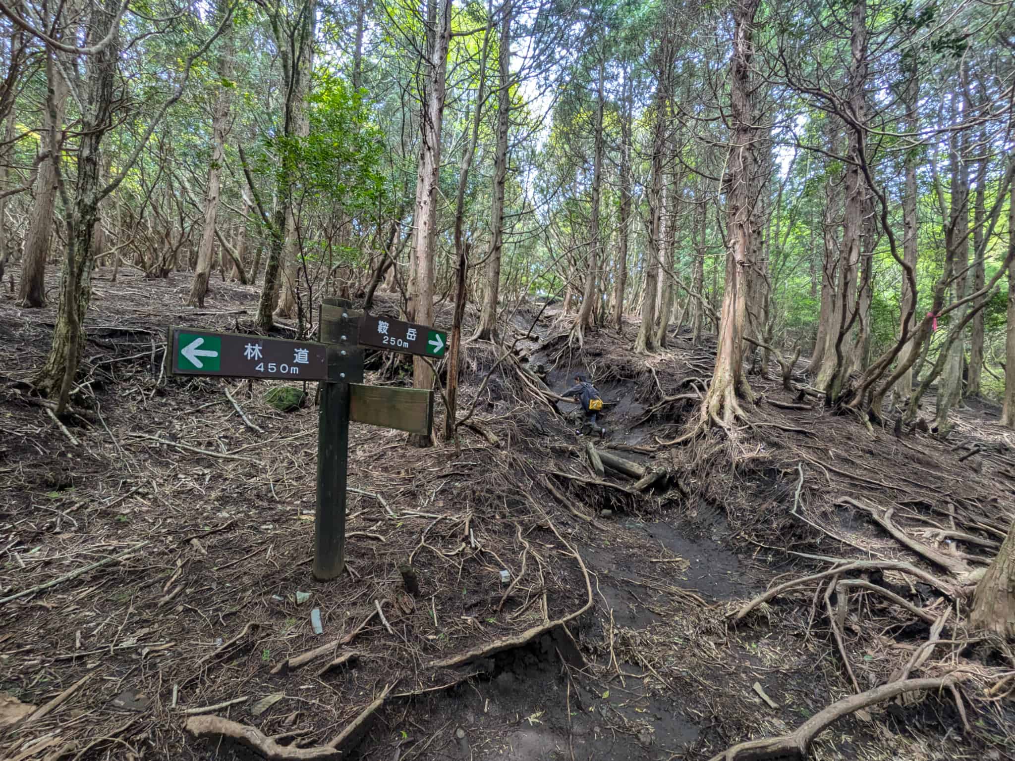 鞍岳 登山道 子連れ