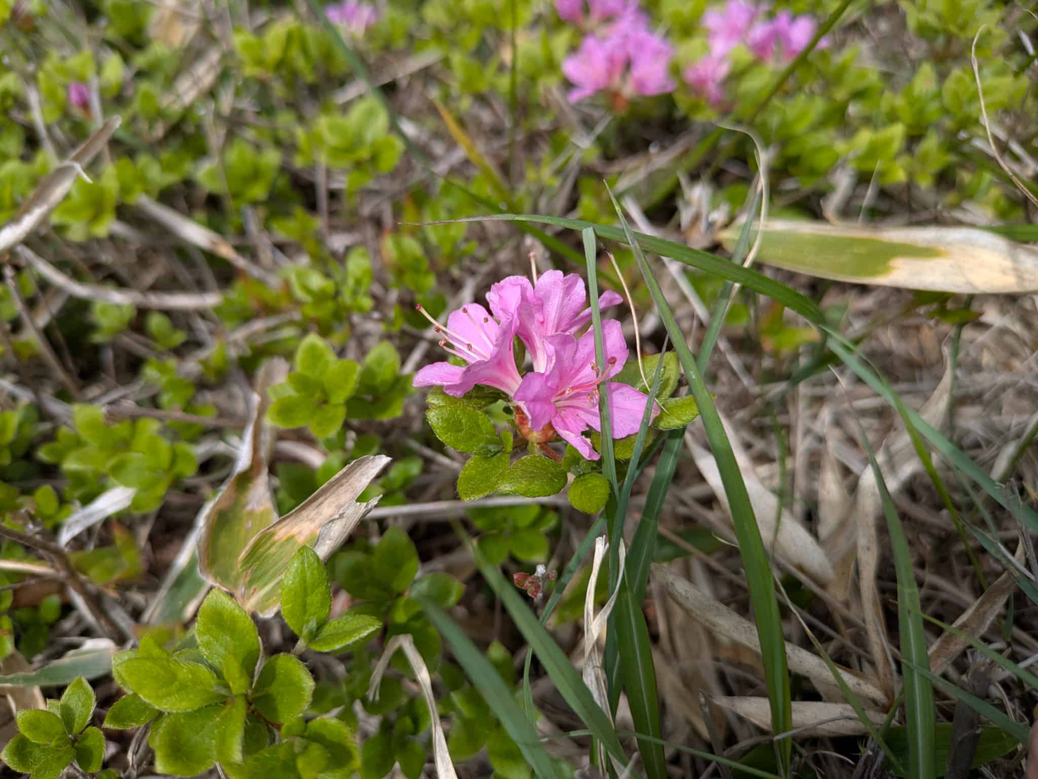 鞍岳 ミヤマキリシマ