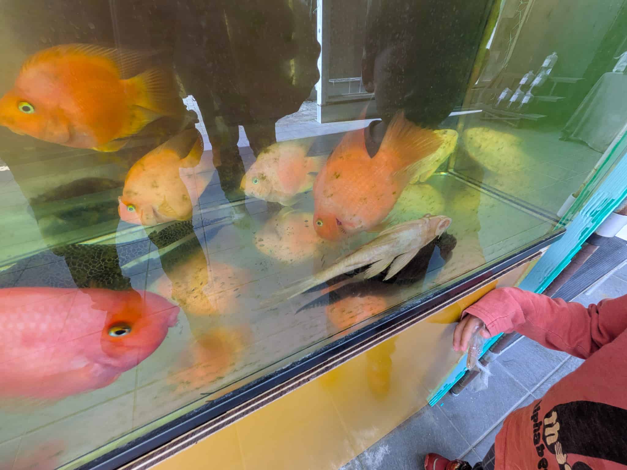メダカの販売