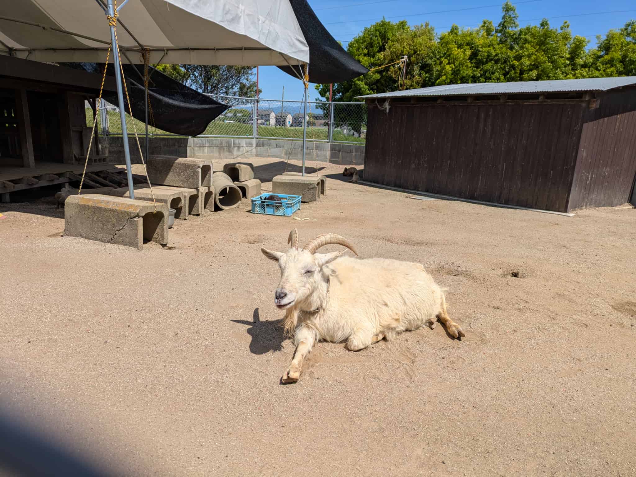 やぎ