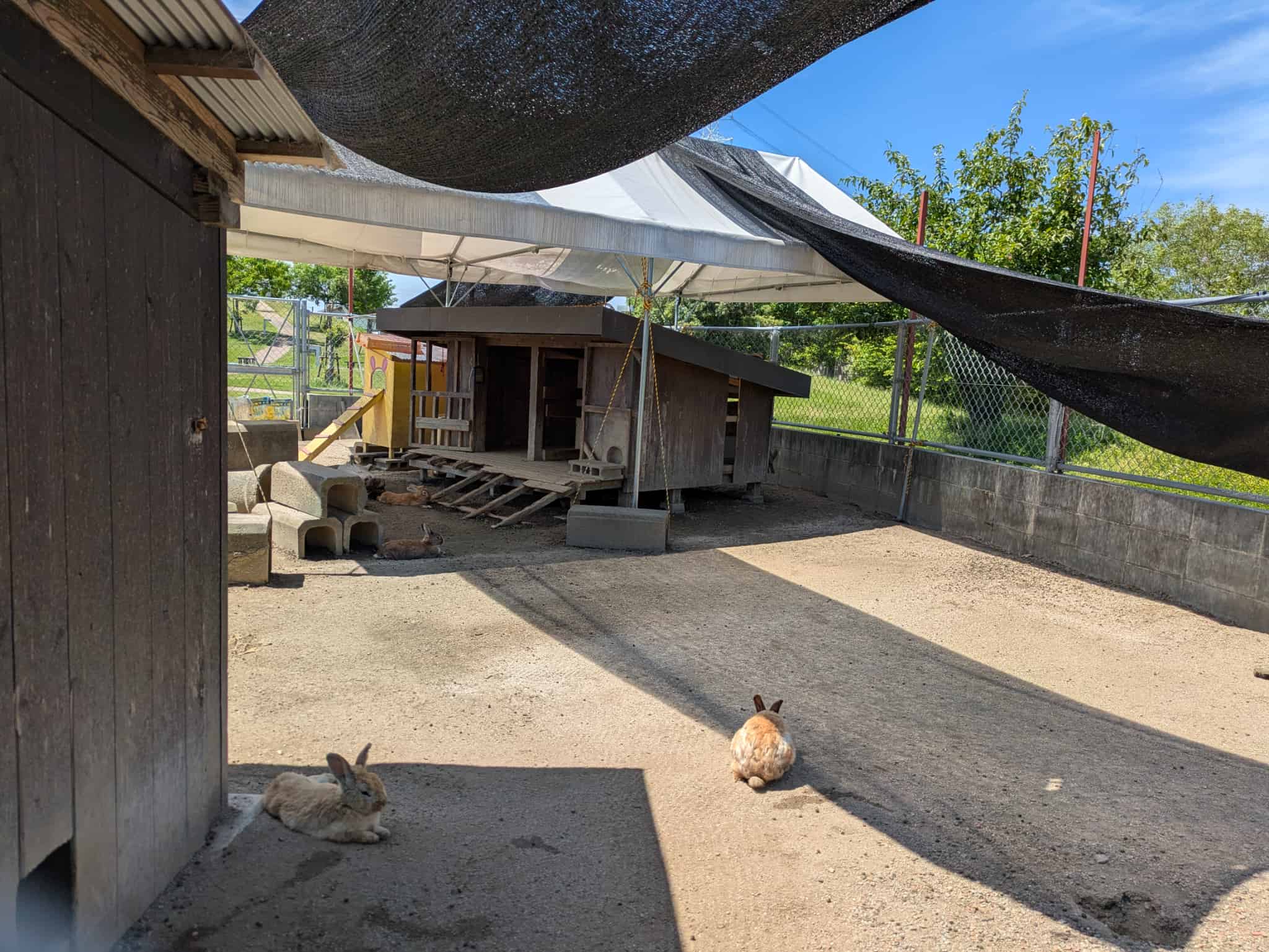 うさぎ