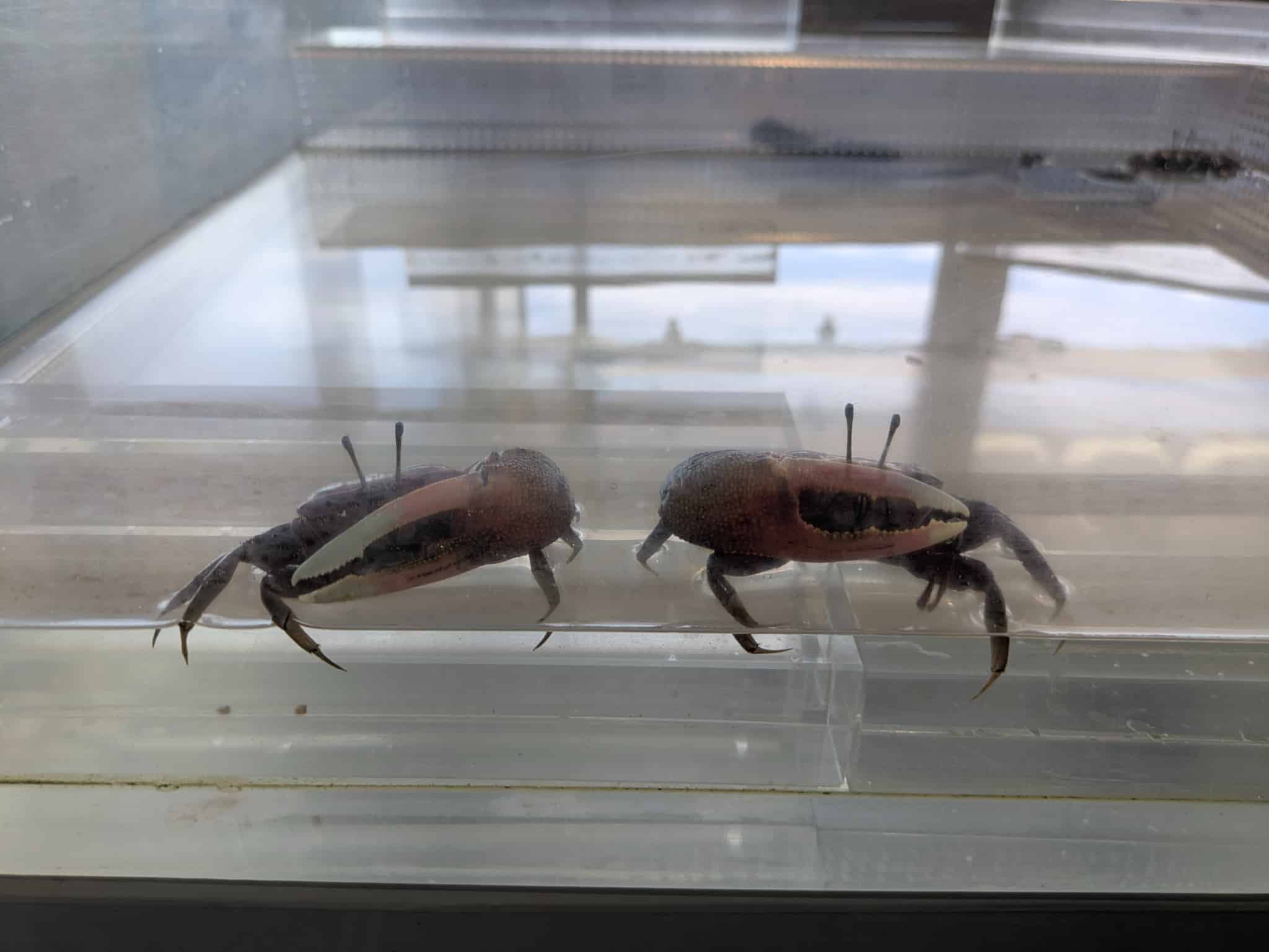 ポーズするシオマネキ