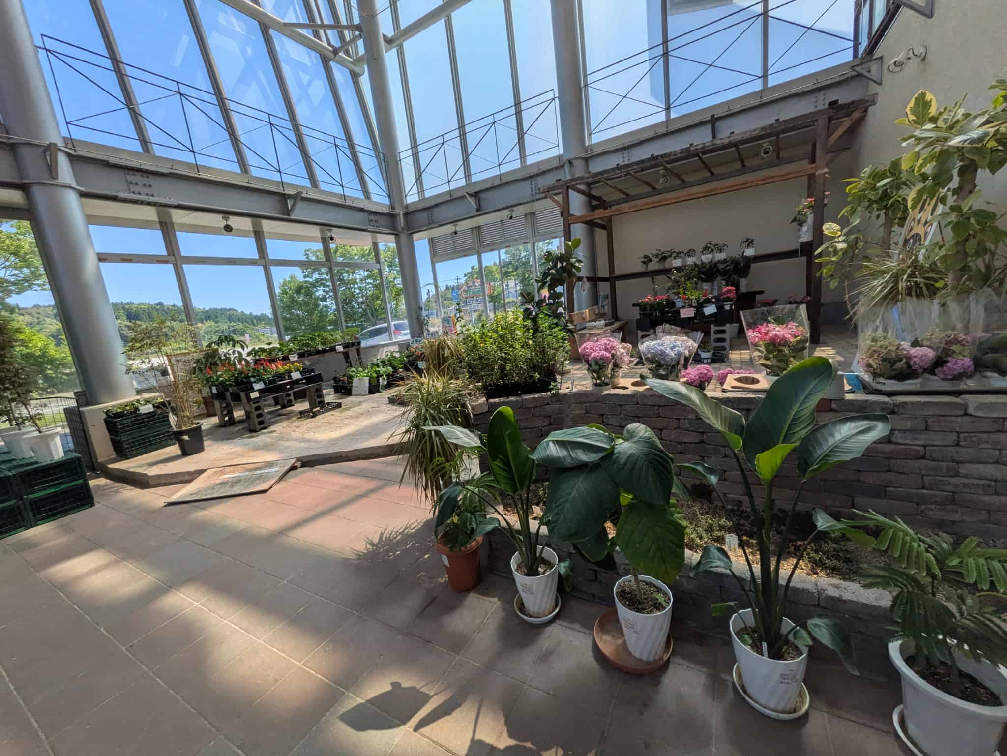 観葉植物の販売