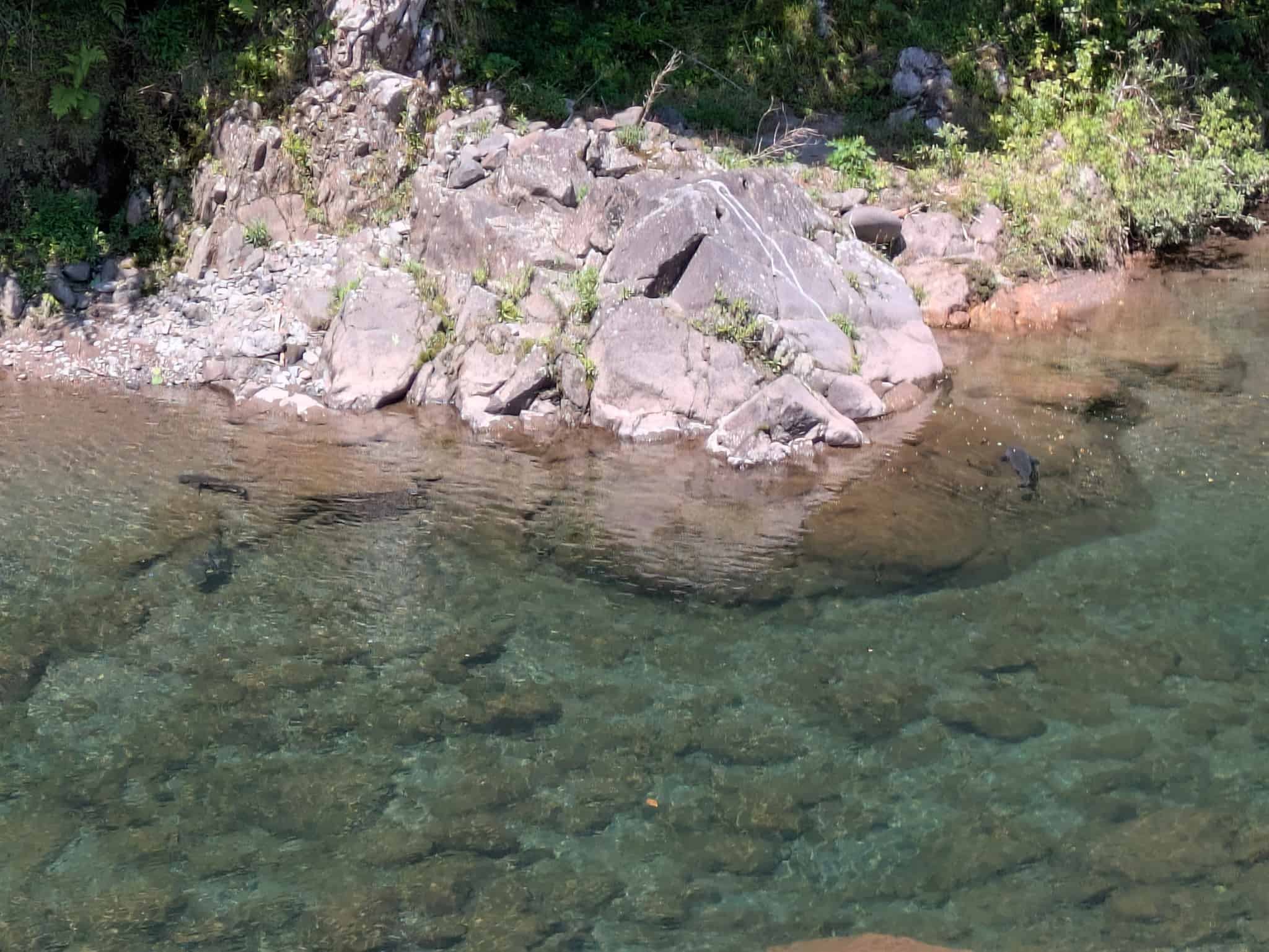 大きい鯉