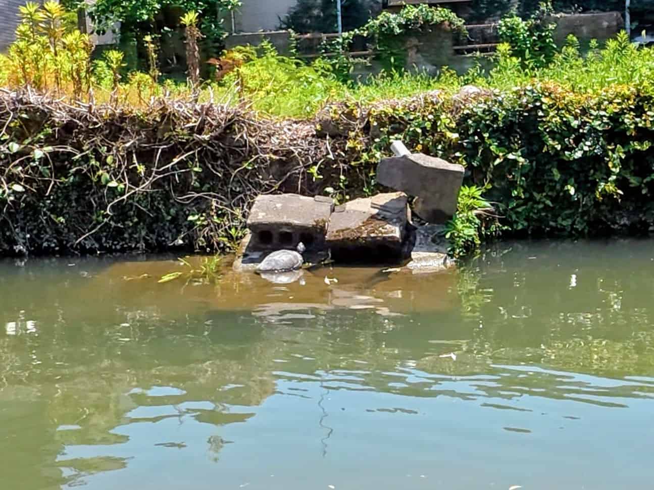 ひなたぼっこかめさん