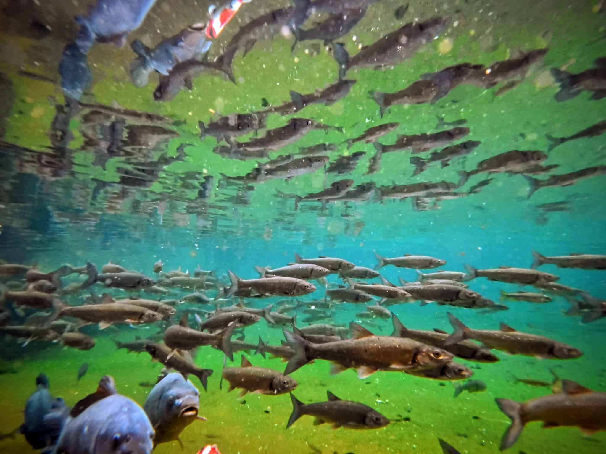 水中