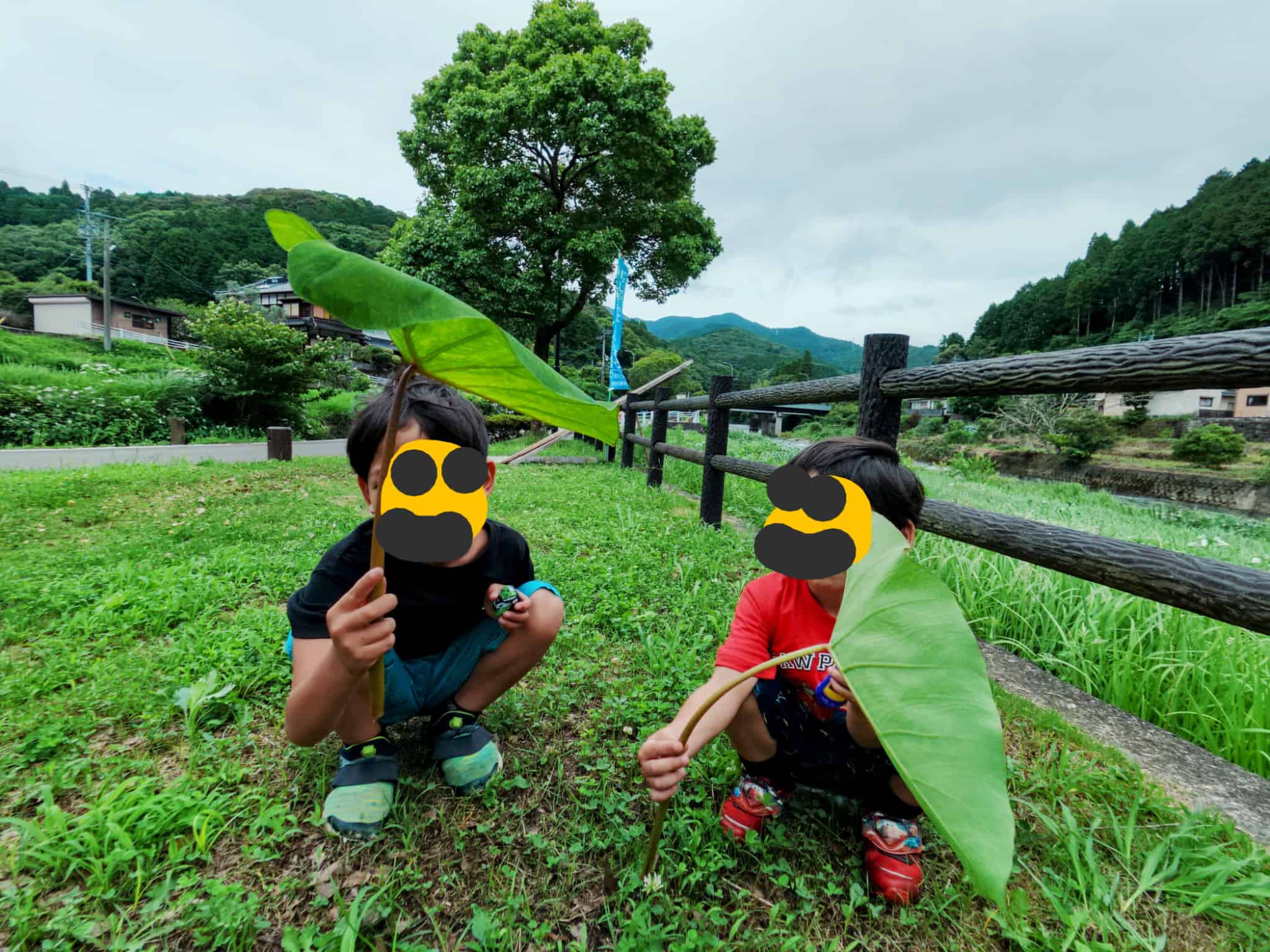 川沿いの大きな葉っぱ
