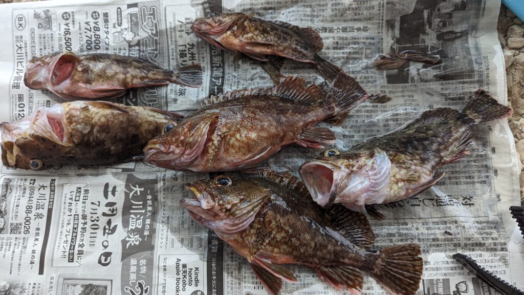 釣れたアラカブ